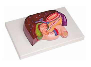 肝、胰、脾、十二指腸、胃模型